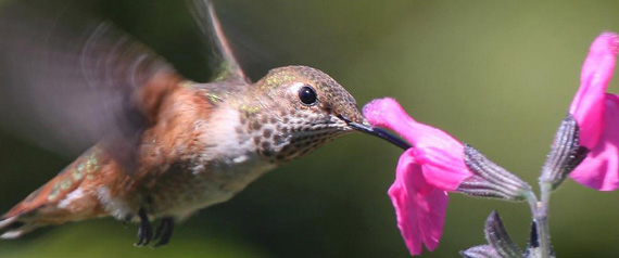 Top Secret SEO Tips, aka “Waiter there’s a Hummingbird in my search”